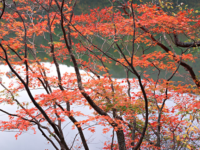 温泉からみた紅葉