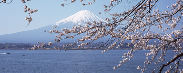 散歩をすると見れる富〇山